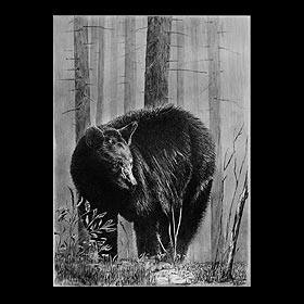 The black bear